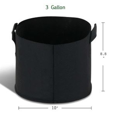 5 galon faktori dirèkteman grandi sak ak manch